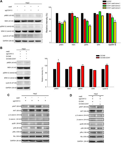 Figure 5 CCNY could induce cyclin E expression via MEK/ERK signaling pathway. (A and B) Western blot analysis of ERK1/2, MEK and their phosphorylated forms as well as cyclin E. GAPDH was used as internal loading controls. The levels of proteins were quantified by gray analysis as shown in the right panel. *P<0.05 (t-test), **P<0.01 (t-test). (C and D) The levels of pAKT, AKT, p β-catenin, β-catenin, pp38, p38, pRb, Rb were detected by Western blot. GAPDH was used as internal loading controls.