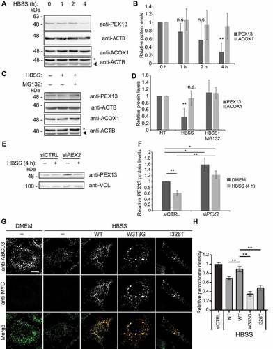 Figure 8. PEX13 protein levels are proteasomally regulated during MTORC1 inhibited pexophagy. (A) Immunoblot analysis of HEK293 cells grown in HBSS for the indicated time, probed for PEX13, ACOX1 and ACTB/β-actin. Asterisks indicate residual ACOX1 band. (B) Quantification of relative protein levels of PEX13 and ACOX1 from (A) (n = 3). (C) Immunoblot analysis of HEK293 cells treated with HBSS and MG132 (10 μM) for 4 h as indicated, and probed for PEX13, ACOX1 and ACTB/β-actin. (D) Quantification of relative protein levels of PEX13 and ACOX1 from (C) (n = 4). (E) Immunoblot analysis of HEK293 cells treated with siCTRL and siPEX2, and HBSS as indicated and probed for PEX13 and VCL/vinculin. (F) Quantification of the relative protein levels of PEX13 in (E). (G) Immunofluorescent images of HeLa cells overexpressing the indicated PEX13-MYC constructs (green) and stained for endogenous ABCD3 (red), treated with HBSS for 24 h as indicated. (H) Quantification of peroxisome density in (G) (n = 3; >30 cells/trial). Error bars represent standard deviation. Asterisks denote p-values; **p < 0.01, ns p > 0.05. Scale bar: 10 μm.