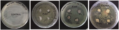 Figure 6. Zone of inhibition produced by PVDF + 0 wt% Ag and PVDF + Ag nanofibers (5, 10, 15 wt%) against Gram positive and negative bacteria for 24 h.
