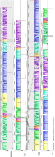 Figure 9. Synteny block of four Bacillus coagulans strains genomes. Note: The same color module represents the collinear region. Good co-linearity of the LYBC06 strain and other Bacillus coagulans strains and 4 locally co-linear blocks (LCBs) were shown.