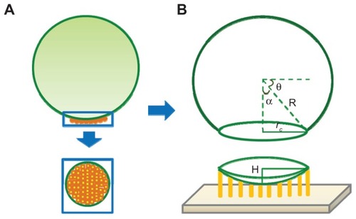 Figure 5 The binding sites calculation model. (A) Streptavidin molecules on the polystyrene microsphere surface. (B) The schematic diagram of the microsphere’s spherical crown.