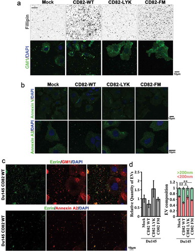 Figure 6. CD82 and its cholesterol-binding differentially regulate cellular release of EVs. (a) Extracellular staining by filipin and Alexa488-conjugated CTxb in Du145 transfectants. Equal number of the cells were cultured on glass coverslips for 2 days, then fixed and labelled with filipin or Alexa488-conjugated CTxb. For filipin staining, intercellular regions were imaged. For CTxb staining, pericellular regions were imaged. Scale bar: 10 µm. (b) Distributions of Annexin V and Annexin A2 in Du145 transfectant cells. Alexa488-conjugated recombinant Annexin V was used for phosphatidylserine labelling, while Annexin-A2 Ab was used for Annexin-A2 staining. Scale bar: 10 μm. (c) Colocalization of Ezrin with GM1 or Annexin A2 in EVs. For Ezrin and GM1 co-staining, the cells were labelled with the Abs, Alexa488-conjugated CTxB and DAPI. For Ezrin and Annexin A2 co-staining, the cells were incubated sequentially with the primary Abs, Cy3-conjugated donkey anti-goat IgG, normal goat IgG and Alexa594-conjugated goat anti-mouse IgG. Images were obtained by confocal microscopy. Scale bar: 10 µm. (d) The cells were seeded in six-well plate at 50% confluence and cultured in DMEM containing 1% exosome-depleted FBS for 2 – 3 days. The culture supernatants were collected, spun at 2000 × g for 10 min to remove cell debris, and then analysed with NanoSight instrument for EV number and size. Data are presented as mean ± SD (n = 3 individual experiments). *: p < 0.05 and **: p < 0.01.