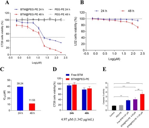 Figure 3 In vitro antitumor activity of BTM and BTM@PEG-PE micelles. CT26 cells were treated over 24 or 48 h with PEG-PE or free BTM or BTM@PEG-PE micelles. Relative viability was measured by MTS assay and each point represents the mean ± SD of six independent experiments. (A) Effects of increasing concentrations of BTM@PEG-PE micelles on CT26 cells viability. (B) Effects of increasing concentrations of BTM@PEG-PE micelles on L02 cells viability. (C) Calculated IC50 of BTM@PEG-PE micelles on CT26 cells viability. (D) Comparison of effects of free BTM BTM@PEG-PE micelles on CT26 cells viability at the equivalent highest free BTM concentration (4.97 μM). (E) Caspase 3 activity of CT26 cells after treatment of 24 h. Each point represents the mean ± SD, **P<0.01, ***P<0.001, ****P<0.0001.