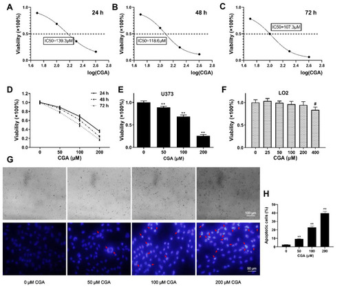 Figure 4 CGA inhibited the proliferation of U373 cells in a dose- and time-dependent manner. (A–C) The IC50 of CGA on U373 cells for 24 hr, 48 hr, and 72 hr were 139.3 μM, 118.6 μM, and 107.3 μM, respectively. (D) The viability of U373 cells treated with different concentrations of chlorogenic acid for 24 hr, 48 hr, and 72 hr was detected by CCK-8 assays. (E) The inhibitory effect of chlorogenic acid on U373 cells proliferation detected by CCK-8 assays for 24 h, **P<0.01. (F) Cytotoxicity assay of chlorogenic acid on LO2 cells detected by CCK-8 assays for 24 h, #P<0.05, compared with 0 group. (G and H) Morphology and Hoechst 33342 staining of U373 cells treated with different concentrations of chlorogenic acid for 24 h, the nuclei of cells treated with CGA showed bright blue color and contained typical apoptotic bodies (red arrows), **P<0.01, compared with 0 group. Data were expressed as mean ± SD (n=6).