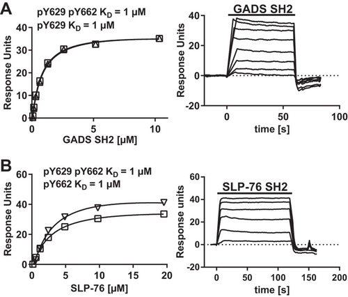 FIG 3 GADS SH2 and SLP-76 SH2 are specific for CD6 Y629 and Y662, respectively. Equilibrium binding fitted curves and KDs (left) were derived from SPR sensorgram data (right) for 2-fold serial dilutions of GADS (10 μM) (A) and SLP-76 (20 μM) (B) SH2 domains over the long CD6 peptides. There was no binding of the GADS SH2 domain to pY662 or of the SLP-76 SH2 domain to pY629 (data not shown). Background signals for proteins over streptavidin were subtracted.