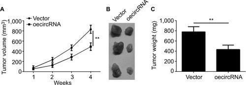 Figure 4 hsa_circ_0072309 overexpression inhibited breast cancer growth in vivo.Notes: (A) Tumor volume was monitored every week for 4 weeks. hsa_circ_0072309-overexpressing or control MCF-7 cells were injected into the flank of the nude mice recipients. (B, C) Tumor photo and weights were measured and presented at the endpoint of xenograft experiments. **P<0.01 vs control group. Every result was from three independent experiments.