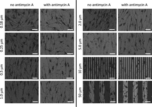 Figure 6. Top-down SEM micrographs of cells incubated on comb structures in media with or without antimycin A. Eight comb structures with line widths of 0.18, 0.25, 0.5, 1, 2, 5, 10, and 50 μm were tested. Tungsten line is in light gray while silicon oxide is in dark gray. Initial cell concentrations were maintained at 1 x 105 cells/mL. All cells were incubated on the engineered surfaces for 72 hours. Scale bars correspond to 50 μm.