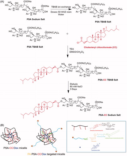 Scheme 1. (A) Synthesis of PSA-CC micelles. (B) Illustration of the compositions of PSA-CC/Dex micelles and FA-PSA-CC/Dex micelles.