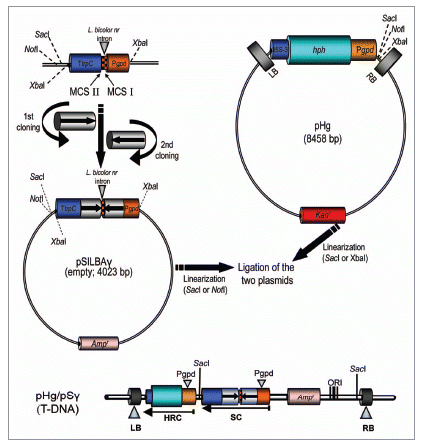 Figure 1 The pHg/pSILBAγ vector system. The ihpRNA expression cassette is constructed in pSILBAγ under A. bisporus gpdII promoter by two directed cloning steps. Laccaria Lbnr intron forms the spacer for the inverted repeats. The hygromycin B resistance cassette is located in the T-DNA of the binary vector pHg. Joining of pSILBAγ and pHg creates the AMT/silencing/rescue-vector with a predicted T-DNA structure.