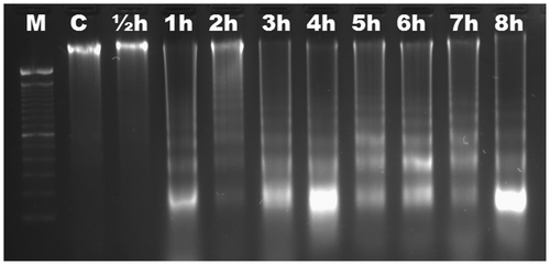 Figure 5. Analyses of agarose gel electrophoresis on root genomic DNA of Hordeum vulgare (barley). DNA fragmentation occurred at 1 h. M, 100 bp marker; C, control; h, hour.