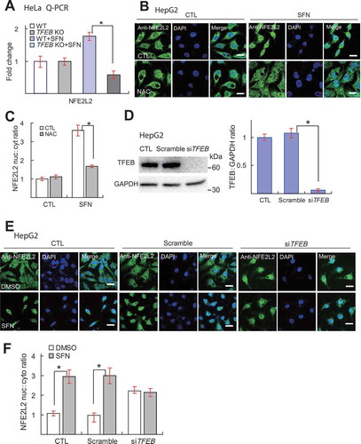 Figure 7. TFEB is required for SFN-induced expression of NFE2L2. (A) Effects of SFN (15 μM for 9 h) treatment on mRNA expression of NFE2L2 gene in WT and TFEB KO HeLa cells (n = 3 independent experiments). (B) Effects of SFN (15 μM, 4 h) treatment on NFE2L2 subcellular localization, detected by an anti-human NFE2L2 antibody in HepG2 cells. Nuclei were counterstained with DAPI (blue). Scale bar: 10 μm. (C) Ratios of nuclear vs. cytosolic NFE2L2 shown in B. N = 40–50 randomly selected cells from at least 4 independent experiments. (D) Western blot analysis of the KD efficiency of a specific TFEB-targeting siRNA in HepG2 cells (n = 3 independent repeats). (E) Effects of TFEB KD on SFN (15 μM, 4 h)-induced NFE2L2 nuclear translocation in HepG2 cells. Scale bar: 10 μm. (F) Average ratios of nuclear vs. cytosolic NFE2L2 immunoreactivity shown in E. N = 30–40 randomly selected cells from 3 independent experiments. For all panels, data are presented as mean ± s.e.m.; *P < 0.05, ANOVA