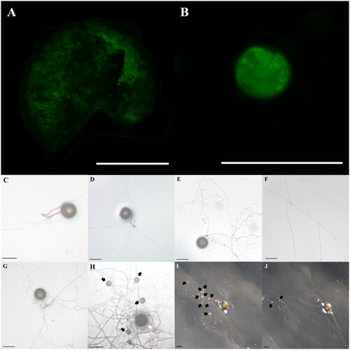 Figure 2. Asymbiotic culture of Rhizoglomus intraradices. (A) Parent spore stained with SYTO 13 green fluorescent nucleic acid stain and (B) daughter spore; (C,D) Germination of spores 3 days after culturing in myristate-containing medium. (E) Branching pattern of hyphae around the parent spore. (F) Branching pattern of hyphae extending far from the parent spore. (G) Appearance after 10 weeks of culturing in myristate-free medium. (H–J) Appearance after 10 weeks of culturing in myristate-containing medium (H–J) (scale bars: A,B: 75 µm, C–J: 100 µm; white arrow: parent spore, black arrow: daughter spore).