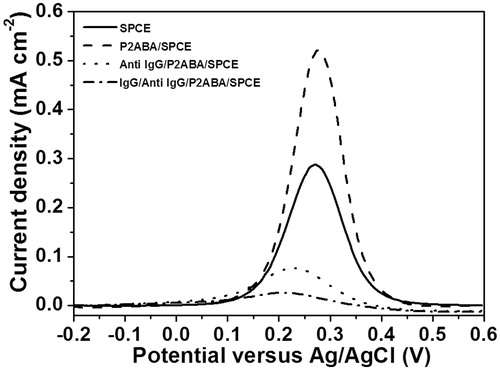 Figure 5. Differential pulse voltammetric current responses of screen-printed carbon electrode measured in a 5.0 mM [Fe(CN)6]4-/3- solution for each step of the modification. Anti-immunoglobulin G and immunoglobulin G concentrations used in this study are 60 μg mL−1 and 50 ng mL−1, respectively.