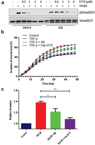Figure 2. Inhibition of TGF-β signaling and EOC cell invasion by Fab 5775.a) The effects of Fab 5775 on TGFβ1-induced SMAD2/3 phosphorylation (pSMAD2/3) was tested at the indicated doses in human SKOV3 and mouse ID8/Trp53−/- cells by IB with pSMAD2/3 and pan reactive SMAD2/3 antibodies. b) Graph depicts the kinetics of SKOV3 cell invasion over 48 hours in media with or without TGFβ1 (10 ng/ml), TGFβ1 + SB431542 (SB, 1 µM) or TGFβ1 + Fab 5775 (1 µM) using an IncuCyte ZOOM system. c) Graph depicts quantification of relative cell invasion for each treatment group described above at the assay endpoint (* p < 0.05, ** p < 0.01).