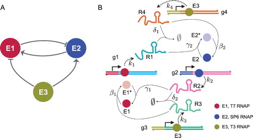 Figure 1. (a) Architecture of the three-node oscillator: enzymes E1 and E2 mutually regulate their concentration (arrows indicate activation, flat arrows indicate repression) generating a negative feedback loop; enzyme E3 counteracts the loop regulation.(b) Schematic of the chemical reactions underlying the oscillator architecture. Different enzyme species are indicated as circles of different colour ; bright colour indicates active enzyme, and dim colour indicates inactive enzyme. RNA species are transcribed (dashed arrows) from synthetic genes present at constant concentration; enzymes are activated or inhibited by a given RNA species according to the illustrated reactions and corresponding rates. The full set of reactions is listed in Section 2, and result in ODE systems (Equation1(1) r1˙=α1e1−β1r1e2−δ1r1r3−φr1,r3˙=α3e3−γ1r3e2∗−δ1r1r3−φr3,e2˙=γ1r3e2∗−β1r1e2.(1) ) and (Equation2(2) r2˙=α2e2−γ2r2e1∗−δ2r2r4−φr2,r4˙=α4e3−β2r4e1−δ2r2r4−φr4,e1˙=γ2r2e1∗−β2r4e1.(2) ).