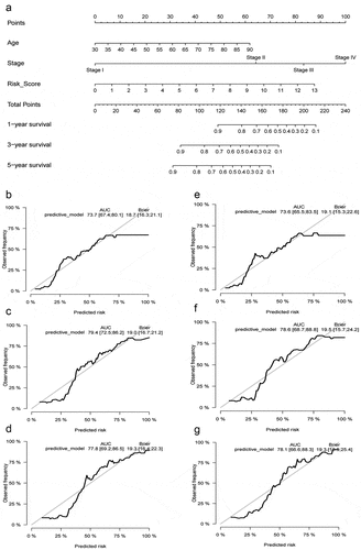 Figure 8. Construction and internal validation of the nomogram with the risk scores based on hypoxia lncRNA signature and other traditional clinicopathological parameters. The predictive model was presented with a nomogram (a), and the predictive performance of the nomogram in 1, 3, and 5 years in the training set (b, c, d), internal validation set (e, f, g)