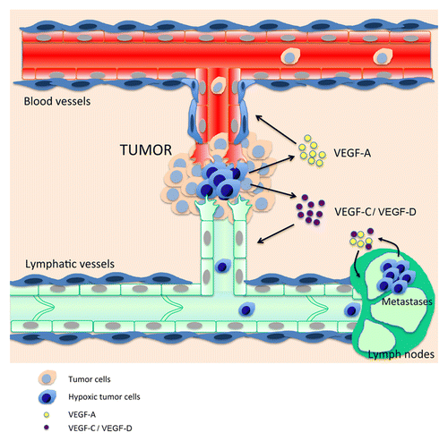 Figure 1. Crosstalk between tumor hypoxia and the lymphatic and blood vasculatures. Hypoxic tumor cells (blue) near pre-existing blood and lymphatic vessels secrete angiogenic and lymphangiogenic growth factors such as VEGF-A, -C, and –D. Blood vessels bring oxygen and nutriments to tumor cells, whereas lymphatics drain debris and provide new routes for tumor metastasis. Lymphatic metastatic tumor cells maintain lymphangiogenic growth factors synthesis in this poorly oxygenated environment to promote lymph node lymphangiogenesis and establish the “metastatic niche.”