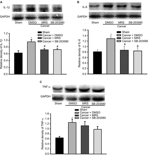 Figure 5 Pretreatment with P2Y12R inhibitor MRS2395 and p38MAPK inhibitor SB-203580 suppresses the expression of IL-1β and IL-6, but not TNF-α, in the L4–L6 spinal cord from bone cancer rats using the Western blot.