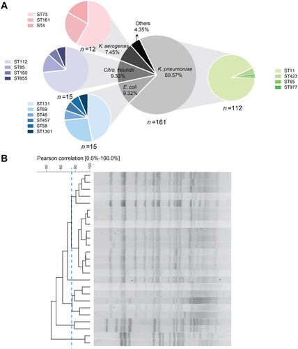 Figure 1. The molecular epidemiological investigation of CRE isolates (A) Species distribution and sequence types (STs) of K. pneumoniae, E. coli, Citro. freundii and K. aerogenes. (B) Dendrogram of ST11 K. pneumoniae isolates based on pulsed-field gel electrophoresis (PFGE) of XbaI-digested DNA.