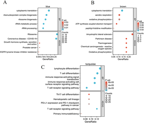 Figure 6 Enrichment analysis of blue (A), brown (B), and turquoise (C) module.