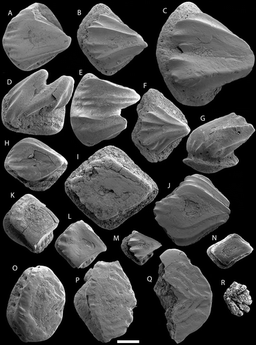 Figure 10. A–J. Acanthodian scales referred to Nostolepis striata; A–B. NRM-PZ P16351–16352 from sample G71-185LJ; C. PMU 23100 from AM1; D–H. NRM-PZ P16353–16357 from G71-185LJ; I–J. PMU 23101–23102 from AM1. K–N. Gomphonchus sandelensis; K. NRM-PZ P16358 from G71-185LJ; L. NRM-PZ P16359 from G87-414LJ; M. NRM-PZ P16360 from G00-26LJ; N. NRM-PZ P16361 from G83-5LL. O–Q. “pinaceus variant”; NRM-PZ P16362–16364 from A912SF. R. “forma bifurcata”; NRM-PZ P16365 from G02-139LJ. Scale bar equals 200 μm.