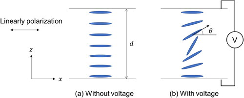 Figure 9. Director configuration of the LC lens.