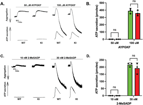 Figure 3. GPCR- and ADP-mediated platelet reactivity is intact in Syk S291A mice. (A) Representative aggregation and secretion tracings of platelets from WT and Syk S291A mice activated with the PAR4 agonist AYPGKF. (B) Quantification of ATP secretion of platelets from Syk S291A (red bars) and WT littermate control mice (green bars) stimulated with various concentrations AYPGKF. (C) Representative aggregation and secretion tracings of platelets from WT and Syk S291A mice stimulated with the P2Y agonist 2-MeSADP. (D) Quantitation of ATP secretion of platelets from Syk S291A (red bars) and WT mice (green bars) stimulated with various concentrations of 2-MeSADP. n = 3.