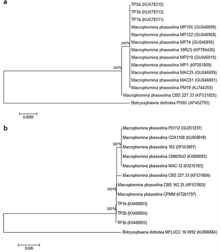 Fig. 3 Phylogenetic tree constructed with the ITS-5.8S rDNA a, and TEF-1α b, sequences of three blueberry isolates of M. phaseolina (TP1b, TP2b, TP3b) and M. phaseolina sequences retrieved from NCBI GenBank originating from different hosts. The out-group taxon was Botryosphaeria dothidea.