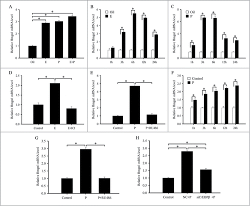 Figure 11. Hormonal regulation of Hmgn1 expression. (A) Real-time PCR analysis of Hmgn1 expression after ovariectomized mice were treated with sesame oil, estrogen, progesterone or a combination of estrogen and progesterone for 24 h. (B) Real-time PCR analysis of Hmgn1 expression in ovariectomized mouse uteri after injection of estrogen for 1, 3, 6, 12 and 24 h. (C) Real-time PCR analysis of Hmgn1 expression in ovariectomized mouse uteri after injection of progesterone for 1, 3, 6, 12 and 24 h. (D) Real-time PCR analysis of Hmgn1 expression after uterine epithelial cells were treated with estrogen or both estrogen and ICI 182,780. (E) Real-time PCR analysis of Hmgn1 expression after uterine epithelial cells were treated with progesterone or both progesterone and RU486. (F) Real-time PCR analysis of Hmgn1 expression in uterine stromal cells treated with progesterone for 1, 3, 6, 12 and 24 h. (G) Real-time PCR analysis of Hmgn1 expression after uterine stromal cells were treated with progesterone or both progesterone and RU486. (H) Effects of progesterone on the expression of Hmgn1 via C/EBPβ.