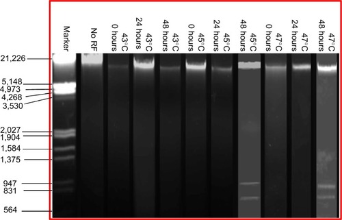 Figure 10 Gel electrophoresis of DNA extracted from B16F1 cells at different time points (ie, 0, 24, and 48 hours) after a single cycle of RF-induced dextran-coated LSMO-mediated hyperthermia.Abbreviations: LSMO, La0.7Sr0.3MnO3; RF, radiofrequency.