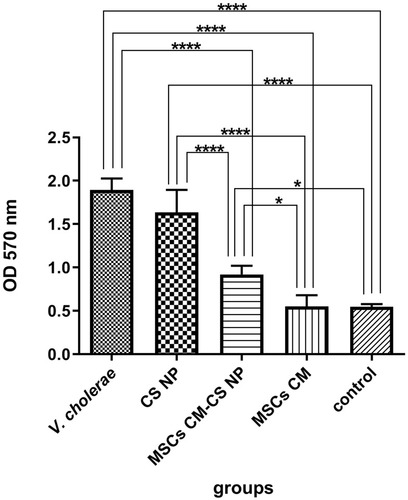 Figure 7 The inhibitory effects of different groups on biofilm formation of MDR V. cholerae strains. Bacterial suspension was incubated with each group. PBS was used as negative control. **** P< 0.0001 for all groups vs V. cholerae and CS NPs; *P<0.02 for MSCs CM-CS NPs vs control, and MSCs CM-CS NPs vs MSCs CM.