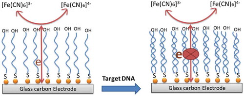 Scheme 1. The glassy carbon electrode was coated with AuNPs (AuNP—GCE). A specific ssDNA probe of aflD gene was immobilized on AuNP–GCE. In the absence of the target DNA, the flexible ssDNA probe supports efficient contact between the [Fe(CN)6]3−/4− reducer and AuNP—GCE, there is a low electron transfer resistance (Ret) of the electrochemical DNA sensor. After the hybridization, a rigid probe-target duplex is formed which contact between the [Fe(CN)6]3−/4− reducer and AuNP—GCE was prevented. This leads to an increasing in the Ret of the electrochemical DNA sensor.