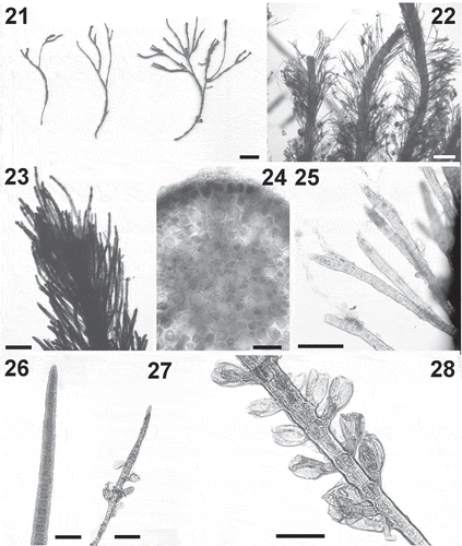 Figs 21–28. Cladostephus kuetzingii. Fig. 21. Habit of herbarium specimens. Fig. 22. Detail of erect axes. Fig. 23. Detail of apex of erect axis. Fig. 24. Detail of an erect axis in cross section. Fig. 25. Whorled branches bearing tufts of hairs. Fig. 26. An unbranched whorled branch. Fig. 27. An adventitious branch bearing unilocular sporangia. Fig. 28. Detail of unilocular sporangia . Scale bars: Fig. 21 = 1 cm; Fig. 22 = 1 mm; Fig. 23 = 200 μm; Figs 24–28 = 50 μm; Figs 25–27 = 100 μm