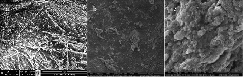 Figure 5. SEM images I: nature chitosan; II: nano-Fe3O4-MD CTS; III: purified phytase immobilized onto nano-Fe3O4-MD CTS.Figura 5. Imágenes SEM I: chitosán natural; II: nano-Fe3O4-MD CTS; III: fitasa purificada inmovilizada en nano-Fe3O4-MD CTS.