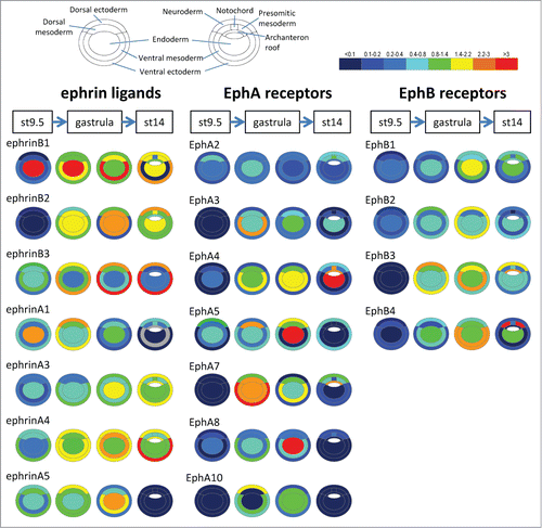 Figure 2. Ephrin and Eph receptor expression in the early Xenopus embryo. Transcripts of 7 ephrins and 11 Eph receptors are detected in the early Xenopus stages. The color code symbolizes relative mRNA levels, determined by real-time RT-PCR using tissues dissected from late blastula (stage 9.5), early gastrula (stage 10.5) mid gastrula (stage 11.5) and early neurula (stage 14). Gray color indicates that levels were too low and variable to be quantified.