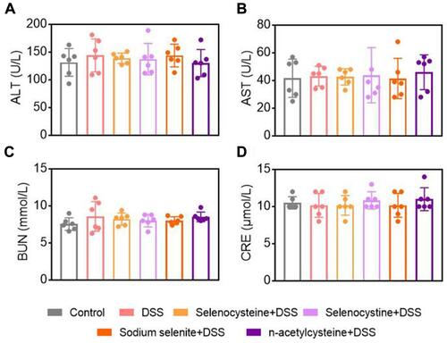 Figure 6 Effects of selenium-containing amino acids on biochemical test parameters in DSS-induced IBD in mice. Serum levels of (A) ALT, (B) AST, (C) BUN, and (D) CRE in different groups. Differences were assessed via one-way analysis of variance (ANOVA) with Tukey’s multiple comparison tests. Six mice per group; Data are expressed as mean ± SEM.