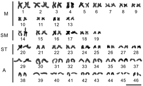 Figure 2. Giemsa stained karyotypes of Gymnocypris scleracanthus. m: metacentric; sm: submetacentric; st: subtelocentric; a: acrocentric. The bar represents 10 μm.
