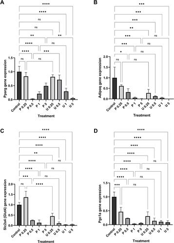 Figure 5 Relative mRNA expression of white adipocyte-specific genes on day 11 of 3T3-L1 adipocyte differentiation under the treatment of plain yogurt supernatant (P) and purple sweet potato synbiotic yogurt supernatant (U).