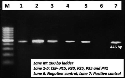 Figure 2. Detection of DEV in CEF cell culture. Amplification of DNA polymerase gene of DEV in the infected CEF cell culture at different passage levels showed an amplicon size of 446 bp.