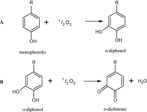 Figure 12. A – reaction hydroxylation of monophenols to o-diphenols; reaction B – oxidation of o-diphenols to o-quinones.