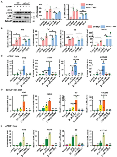 Figure 5. Both cGAMP and HSV-1 can stimulate STING1 to produce immune response and inflammatory factors, but not STING1 [1-340]. (A-B) WT and rb1cc1-/- MEF cells containing endogenous STING1 expressing were treated with 1 μM of cGAMP for 6 h or infected with HSV-1-GFP virus at a MOI of 5 for 6 h. Cell lysates were subjected to immunoblot analysis of LC3-ΙΙ conversion and phosphorylation degree of TBK1 (A). And mRNA was extracted for RT–Qpcr analysis of expression of the genes for Ifnb, Tnf, Il6, and Cxcl10 (B). (C-D) ATG13-/- HeLa (C) and BECN1-/- HEK-293T (D) cells lacking endogenous STING1 expressing were transfected with control plasmid (pcDNA3.1) or STING1 plasmids (STING1[FL] and STING1 [1-340]). After 24 h expression, cells were treated with or without 1 μM of cGAMP for 3 h. Total RNA was isolated to measure the expression of indicated genes by reverse transcription qPCR. (E) ATG13-/- HeLa cells lacking endogenous STING1 expressing were transfected with control plasmid (pcDNA3.1) or STING1 (STING1[FL] and STING1 [1-340]) for 24 h before infected with or without HSV-1-GFP virus at a MOI of 5 for 6 h. Total RNA was isolated to measure the expression of indicated genes by reverse transcription qPCR. Representative data were shown from three independent experiments; n = 3.