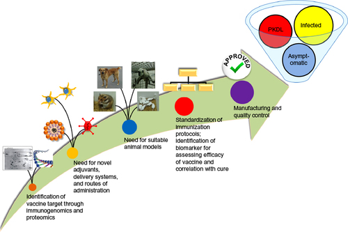 Figure 1 Roadmap for development of therapeutic vaccines against VL.