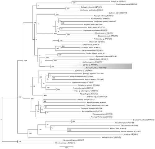 Figure 1. Phylogenetic relationships among five Pentatomomorpha superfamilies based on the concatenated nucleotide sequences of 13 mitochondrial protein-coding genes and two rRNAs.