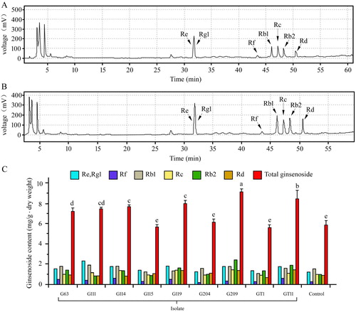 Figure 5. Effect of plant growth promoting bacteria on ginsenoside in Panax ginseng. (A) The Chromatogram of ginsenosides of control treatment by HPLC. (B) The Chromatogram of ginsenosides of G209 by HPLC. (C) The content of monomer and total ginsenoside. The experiments were repeated twice and 10 plants per set. Values are means±standard deviation. Different letters denote significant differences (p < .05) comparison between treatments based on a one-way ANOVA by Duncan’s test.