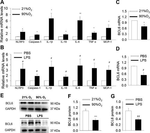 Figure 1. NLRP3 activation and BCL6 expression in lung tissues of hyperoxia and LPS induced BPD mice. (A and B) Expression levels of NLRP3, Caspase-1, IL-1β, IL-18, IL-6, TNF α and MCP-1 mRNA. (C and D) mRNA levels of BCL6 in hyperoxia and LPS induced BPD model, respectively. (E) Representative images of Western blots. (F and G) Expression levels of BCL6 protein in hyperoxia and LPS induced BPD model, respectively. *p < .05 vs. 21% O2; **p < .01 vs. 21% O2; ***p < .001 vs. 21% O2. #p < .05 vs. PBS; ##p < .01 vs. PBS. Values are mean ± SE, n = 4–6 per group.