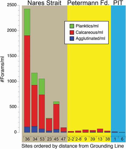 Figure 5. Histogram showing the numbers per milliliter of wet sediment of planktonic (green), calcareous benthic (red), and agglutinated benthic (blue) foraminifera from sites in Nares Strait (brown background), Petermann Fjord (yellow background), and beneath the Petermann Ice Tongue (PIT; blue background). Sites are arranged by distance from the Petermann Glacier grounding line. Site locations shown in Figure 1