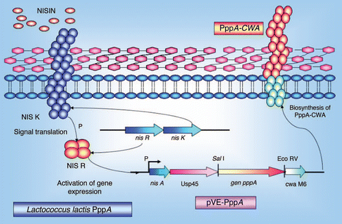 Figure 4 Schematic representation of the nisin-controlled gene expression (NICE) system (40) used to express the recombinant PppA pneumococcal protein in L. lactis. L. lactis NZ9000 cells containing the signal transduction genes nisK and nisR in their chromosome were transformed with a plasmid carrying the pppA gene under the control of the inducible promoter PnisA. Expression of the PppA recombinant protein was induced by the addition of sub-inhibitory amounts of the nisin and its insertion in the cell wall was mediated by the secretion (sec) and cell wall (CW) anchoring signals.