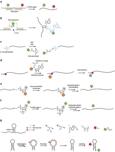 Figure 3. Chemoenzymatic labelling techniques for site-specifically attaching fluorophore labels to RNAs. a: Splinted ligation of commercially synthesized, fluorophore-labelled RNAs. b: DNAzyme-mediated addition of modified GTP. c: 5ʹ-end-labeling using carbodiimide-based chemistry. d: 5ʹ-guanosine-labeling using the mRNA modifying methyltransferase with modified S-adenosylmethionine analogues. e: Labelling using a terminal deoxynucleotidyl transferase, and subsequent ligation. f: Internal labelling by 3ʹ-modification using a modified pNp substrate, and subsequent ligation. g: Dual-colour labelling using targeting strand for internal labelling, together with periodate-based functionalization of the 3ʹ-end.