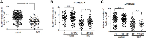 Figure 1 (A) Relative GAS5 expression in 58 RCC tumor tissue samples and adjacent control tissue samples. (B) Relative GAS5 expression in RCC tumor tissue samples and control samples stratified according to the rs145204276 ins/ins (II) and ins/del + del/del (ID+DD) genotypes. (C) Relative GAS5 expression in RCC tumor tissue samples and control samples stratified according to the rs55829688 TT and TC+CC genotypes. GAPDH served as the normalization control. Data are expressed as medians with interquartile ranges (*P < 0.05, ***P < 0.001, n.s., not significant).