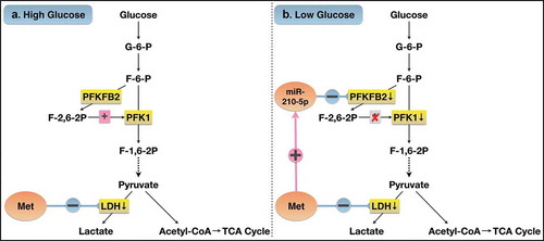 Figure 6. Possible mechanism of the difference in the effect of metformin on PANC-1 cells cultured in high and low glucose.